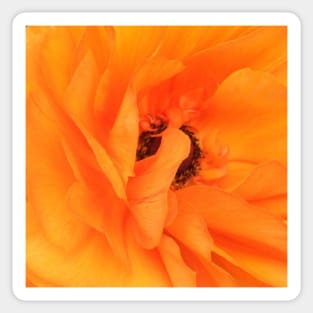 Orange Poppy Flower Sticker